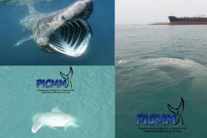 varamiento de un tiburón peregrino_54