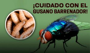 destacada-gusano-barrenador