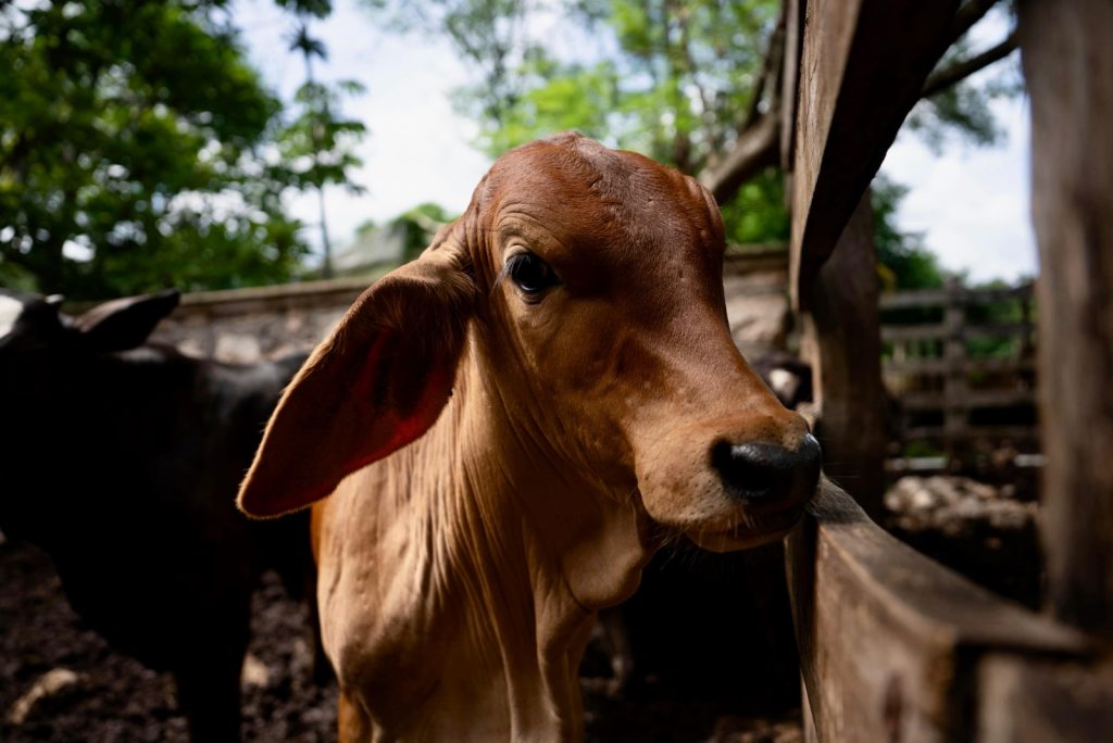 WhatsApp Image 2025-08-23 at 5.15.41 PM