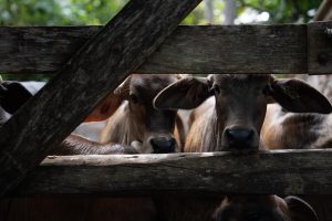 WhatsApp Image 2025-09-06 at 12.55.06 PM