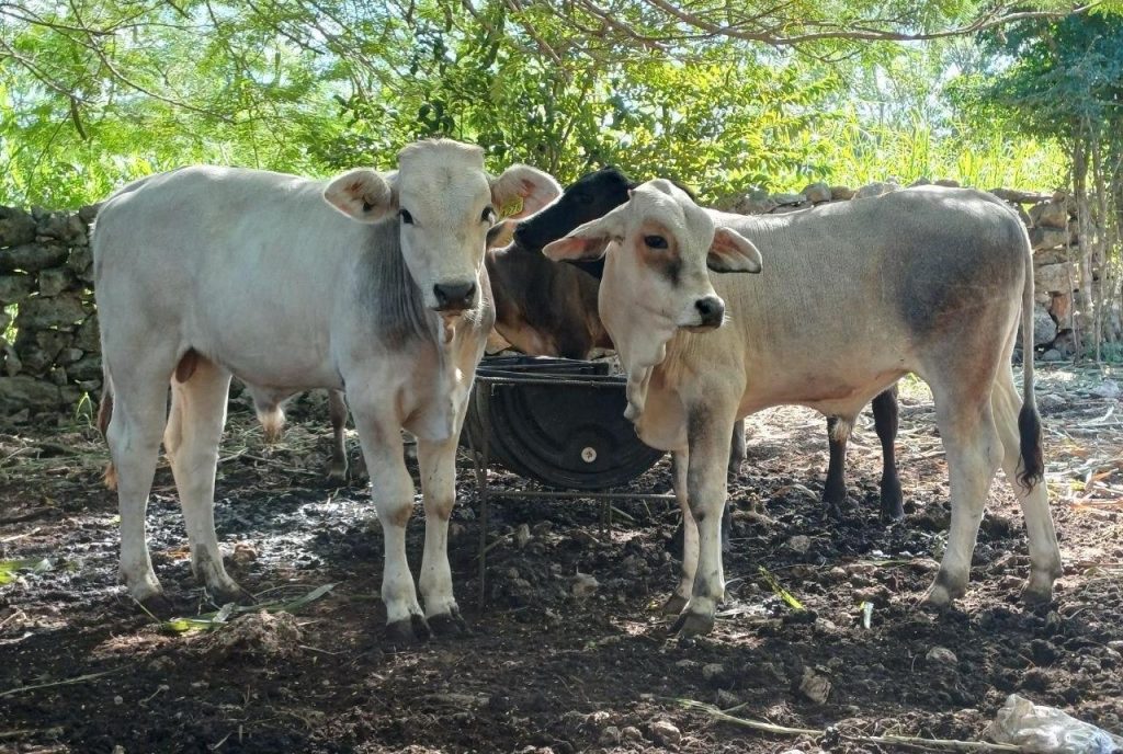 WhatsApp Image 2025-10-25 at 3.01.31 PM