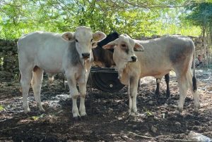 WhatsApp Image 2025-10-25 at 3.01.31 PM