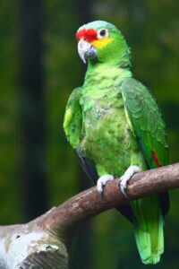 Amazona_autumnalis_-Jurong_BirdPark-8b