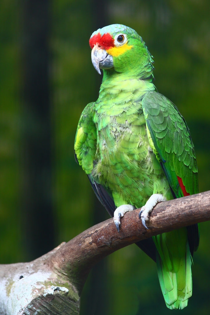 Amazona_autumnalis_-Jurong_BirdPark-8b