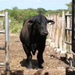 Refuerzan medidas para controlar el gusano barrenador en animales domésticos y de producción.