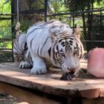 Mérida fortalece su liderazgo nacional en bienestar animal.