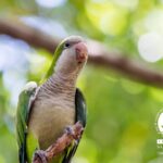NUEVE ESPECIES DE LOROS, PERICOS Y GUACAMAYAS EN MÉRIDA, TRES RECOMENDACIONES Y DOS NUEVOS MONITOREOS.