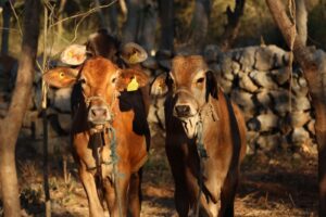 WhatsApp Image 2026-03-08 at 3.11.45 PM