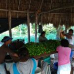 Conagua invita a productores de Yucatán a aprovechar apoyos hidroagrícolas antes del 31 de marzo.