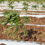 Campo yucateco gana productividad con programa de mecanización de tierras.