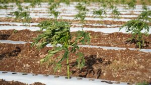 WhatsApp Image 2026-03-27 at 10.07.00 AM