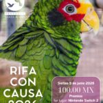 Buscan fondos para que los loros vuelvan a volar libres.