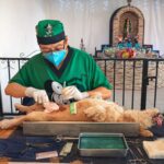 Refuerza Yucatán control poblacional de perros y gatos.