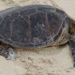 Implementarán operativo coordinado para proteger la Reserva Estatal El Palmar