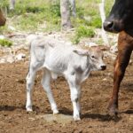 Nacen los primeros siete becerros por inseminación artificial en Yucatán.